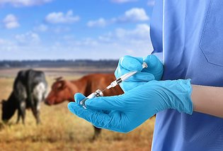Ветеринары продолжат на следующей неделе обследование и вакцинацию крупного рогатого скота в Севастополе и пригороде