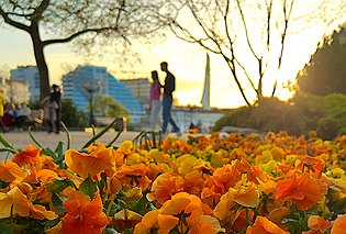 Более 400 тысяч растений украсят летом клумбы Севастополя