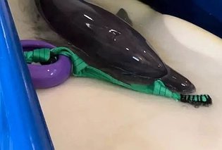 В Балаклаве после лечения в море выпустили дикого дельфина
