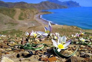 На полуострове запустили туристический проект «Расцветай в Крыму»