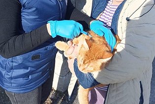 Ветеринары проведут в пригороде и Севастополе вакцинацию домашней птицы, собак и котов