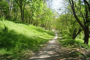 Запрет посещения лесов Севастополя продлили