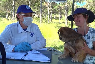 Обследование и вакцинация животных продолжатся в Севастополе на следующей неделе