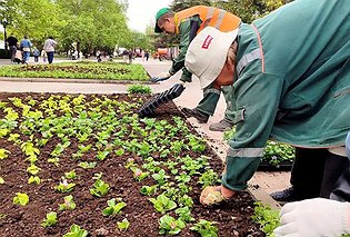 Весной клумбы Севастополя украсят по эскизам школьников